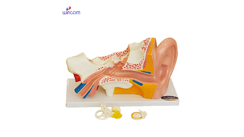 modelos médicos tridimensionales